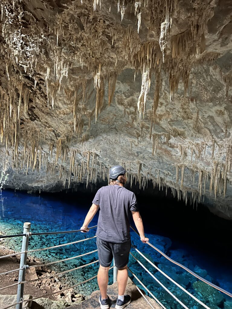 bonito