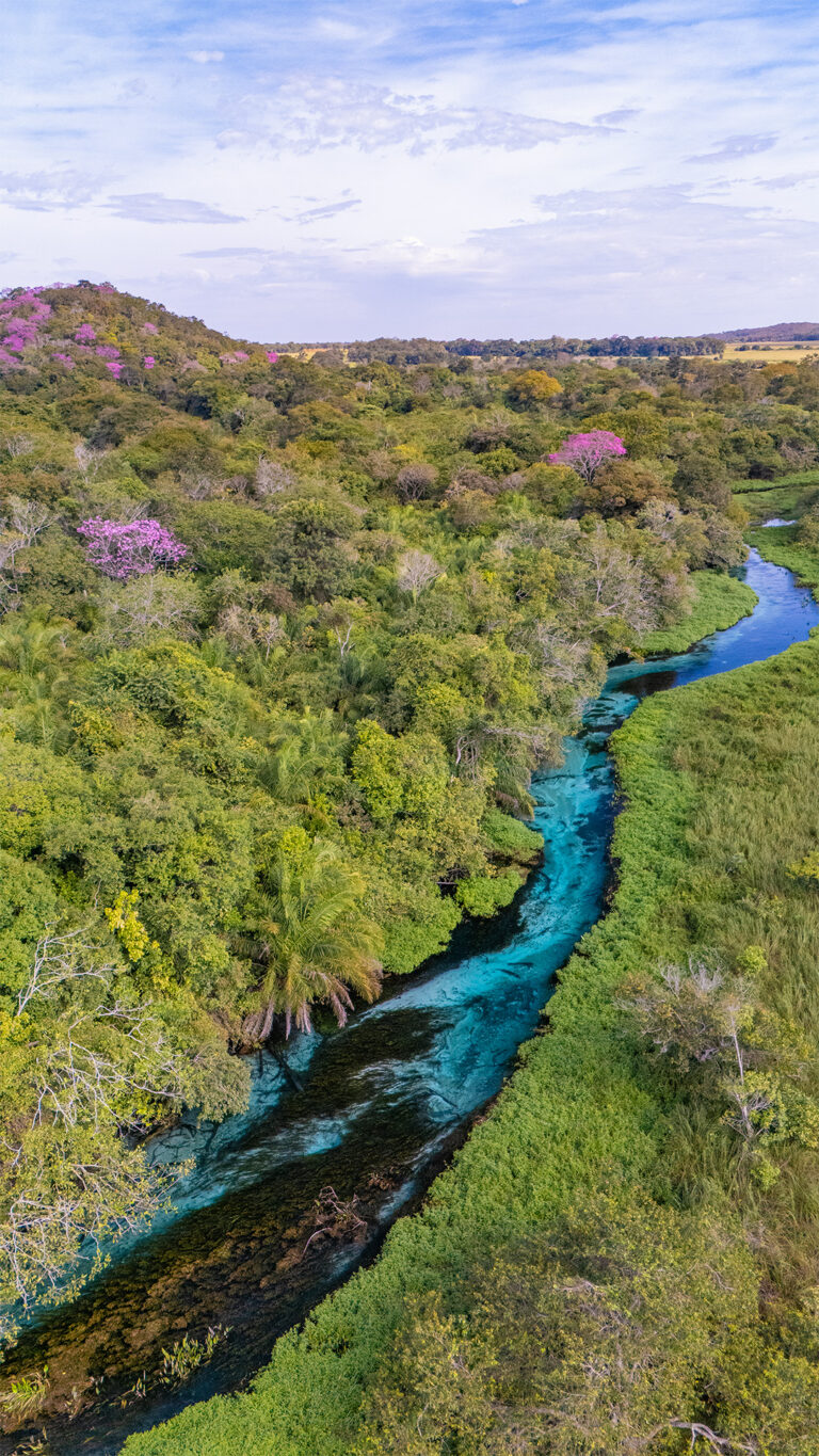 bonito